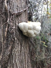 Lion's Mane (Hericium erinaceus)