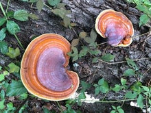 Reishi  (Ganoderma lucidum)