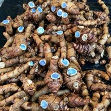 Black Turmeric  (Curcuma caesia)